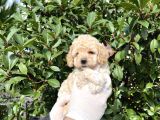 Kore  Maltıpoo Bebeklerimiz