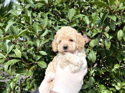 Kore  Maltıpoo Bebeklerimiz