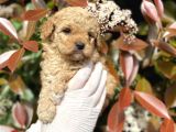 Üst Kalite Kore Kanı Toy Poodle Yavrularimiz