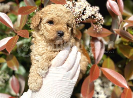 Üst Kalite Kore Kanı Toy Poodle Yavrularimiz