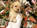 Üst Kalite Kore Kanı Toy Poodle Yavrularimiz