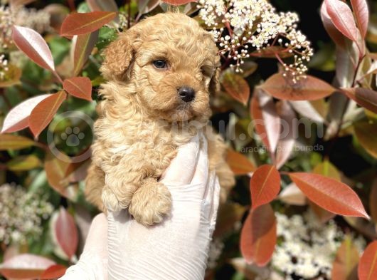 Üst Kalite Kore Kanı Toy Poodle Yavrularimiz görsel