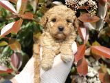 Üst Kalite Kore Kanı Toy Poodle Yavrularimiz