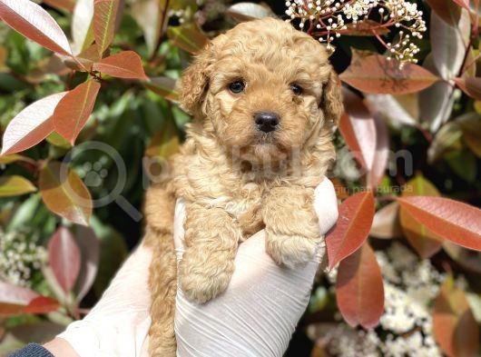 Üst Kalite Kore Kanı Toy Poodle Yavrularimiz görsel