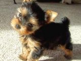 Yorkshire terrier Teacup orjinal safkan Garantili