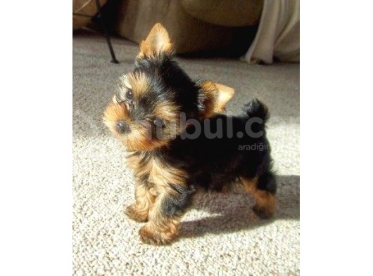 Yorkshire Terrier Teacup Orjinal Safkan Garantili