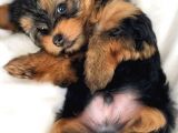 Yorkshire Terrier Teacup Orjinal Safkan Garantili