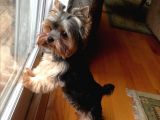 Yorkshire Terrier Teacup Orjinal Safkan Garantili