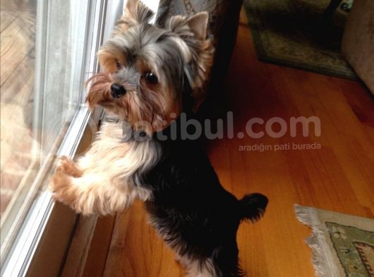 Yorkshire Terrier Teacup Orjinal Safkan Garantili görsel