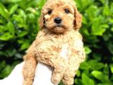 Show Kalite Toy Poodle Bebeklerim