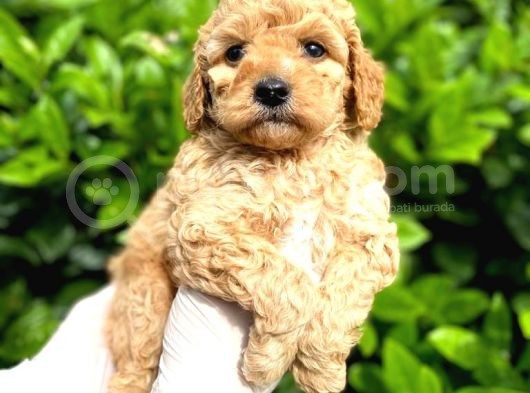 Show Kalite Toy Poodle Bebeklerim görsel