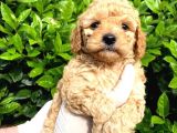 Show Kalite Toy Poodle Bebeklerim