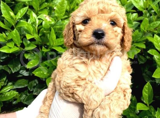 Show Kalite Toy Poodle Bebeklerim görsel