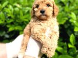 Show Kalite Toy Poodle Bebeklerim