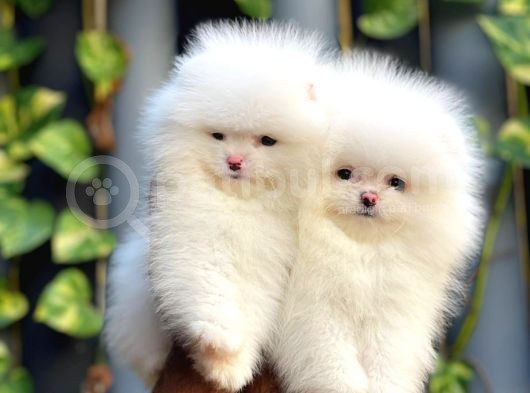 Adana Pomeranian Boo görsel