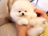 KORE KANI POMERANİAN BOO BEBEKLER