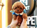 Üst Kali̇te Kore Kani Toy Poodle Bebeklerim