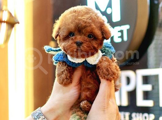 Üst Kali̇te Kore Kani Toy Poodle Bebeklerim görsel