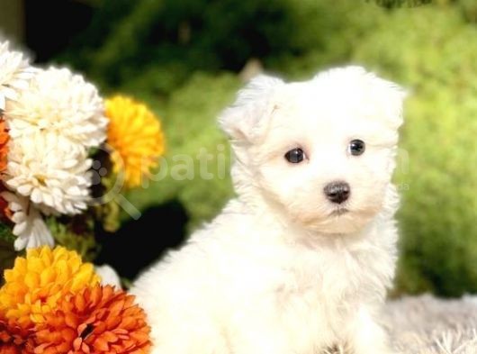 Maltesse Terri̇er  