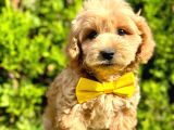 Kaliteli Malitpoo Arayanlara 