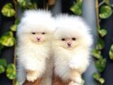 Adana Pomeranian Boo