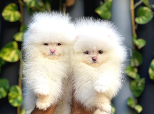Adana Pomeranian Boo görsel