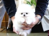 AYI SURATLI POMERANİAN BOO BEBEKLER
