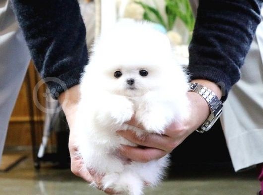 Ayi Suratli Pomerani̇an Boo Bebekler