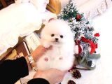 Show Kali̇te Gülen Surat Pomerani̇an Boo Bebekler