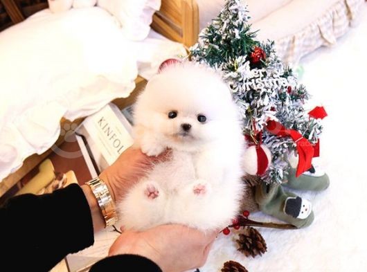 Show Kali̇te Gülen Surat Pomerani̇an Boo Bebekler görsel