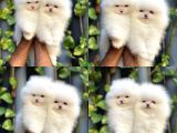 Adana Pomeranian Boo