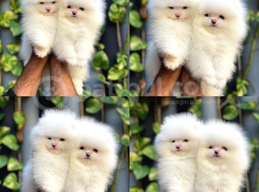 Adana Pomeranian Boo görsel