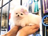 Teady Bear Pomerani̇an Boo Bebekleri̇mi̇z