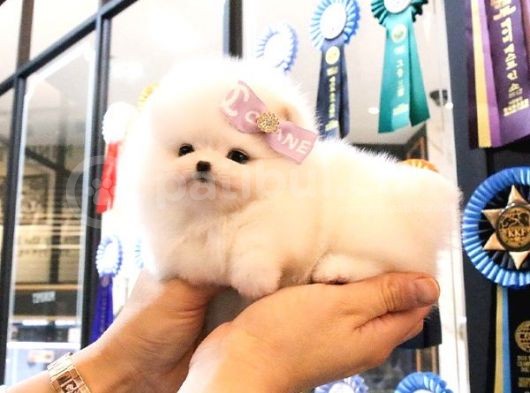Teady Bear Pomerani̇an Boo Bebekleri̇mi̇z görsel