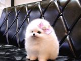 Teady Bear Pomerani̇an Boo Bebekleri̇mi̇z