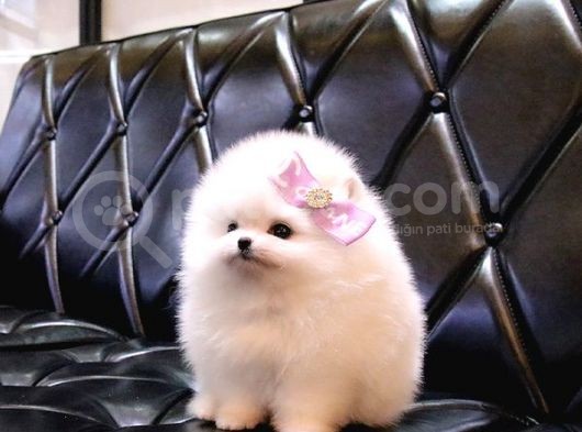 Teady Bear Pomerani̇an Boo Bebekleri̇mi̇z görsel