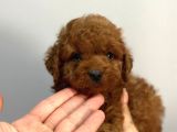 Uysal Bir O Kadar Sevecen  Toy Poodle Yavrular 