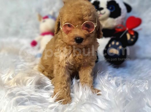 Di̇şi̇ Ve Erkek Safkan Toy Poodle Bebekler