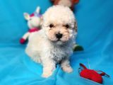 TOY POODLE DİŞİ ÇOK ÖZEL BİR YAVRU