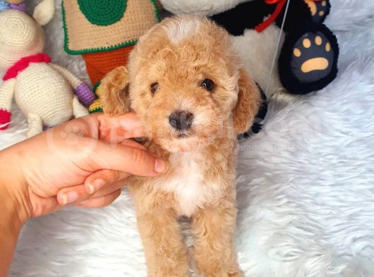 En Güzel Renkli̇ Di̇şi̇ Toy Poodle