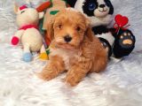 KIZIL MALTİPOO BEBEKLERİMİZ