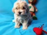 MUHTEŞEM GÜZELLİKTE DİŞİ MALTİPOO YAVRULARIMIZ