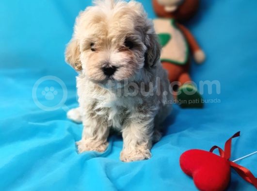 Muhteşem Güzelli̇kte Di̇şi̇ Malti̇poo Yavrularimiz