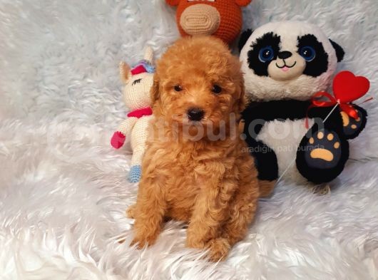 Di̇şi̇ Ve Erkek Safkan Toy Poodle Bebekler görsel