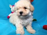 Toy Poodle Di̇şi̇ Çok Özel Bi̇r Yavru