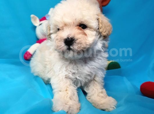 Toy Poodle Di̇şi̇ Çok Özel Bi̇r Yavru görsel