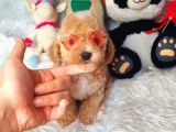 En Güzel Renkli̇ Di̇şi̇ Toy Poodle