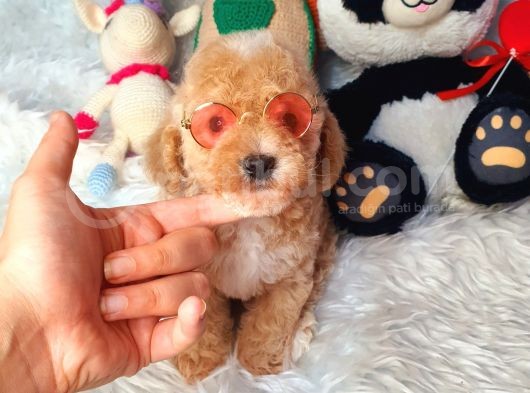 En Güzel Renkli̇ Di̇şi̇ Toy Poodle görsel