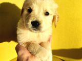 Golden Retri̇ever Üst Kali̇te Bebek Surat
