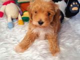 Kizil Malti̇poo Bebekleri̇mi̇z